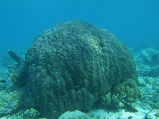  Porites lobata (Lobed Porous Coral)